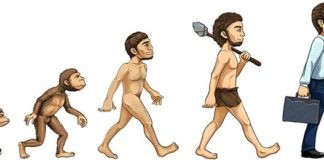 De evolutie van de mens