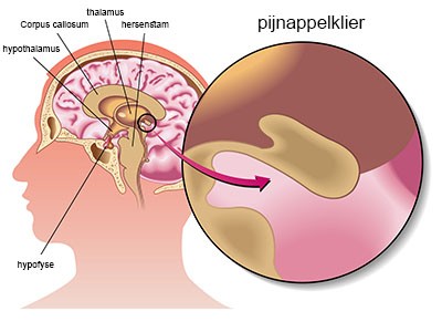 Pijnappelklier