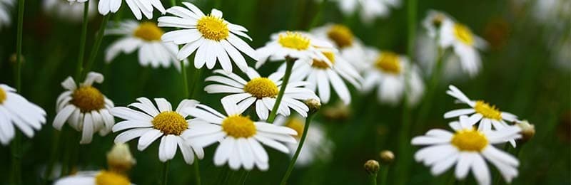 Kamille: De genezende werking van kamille - Zobegaafd.nl